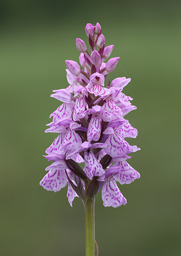 Dactylorhiza maculata